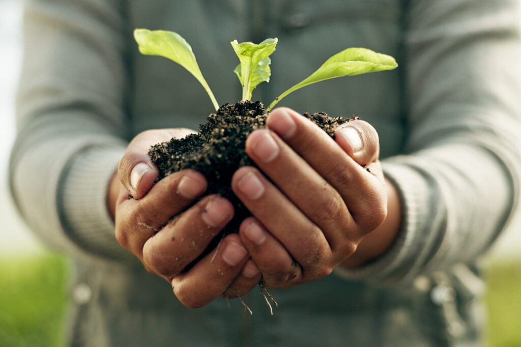 Person hands, plants and gardening soil in sustainability, eco friendly farming and vegetables in a