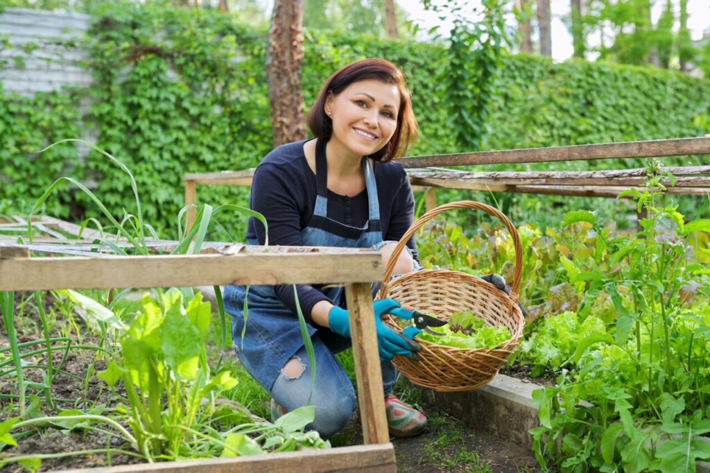 Woman in garden, in small greenhouse, cutting salad, arugula herbs