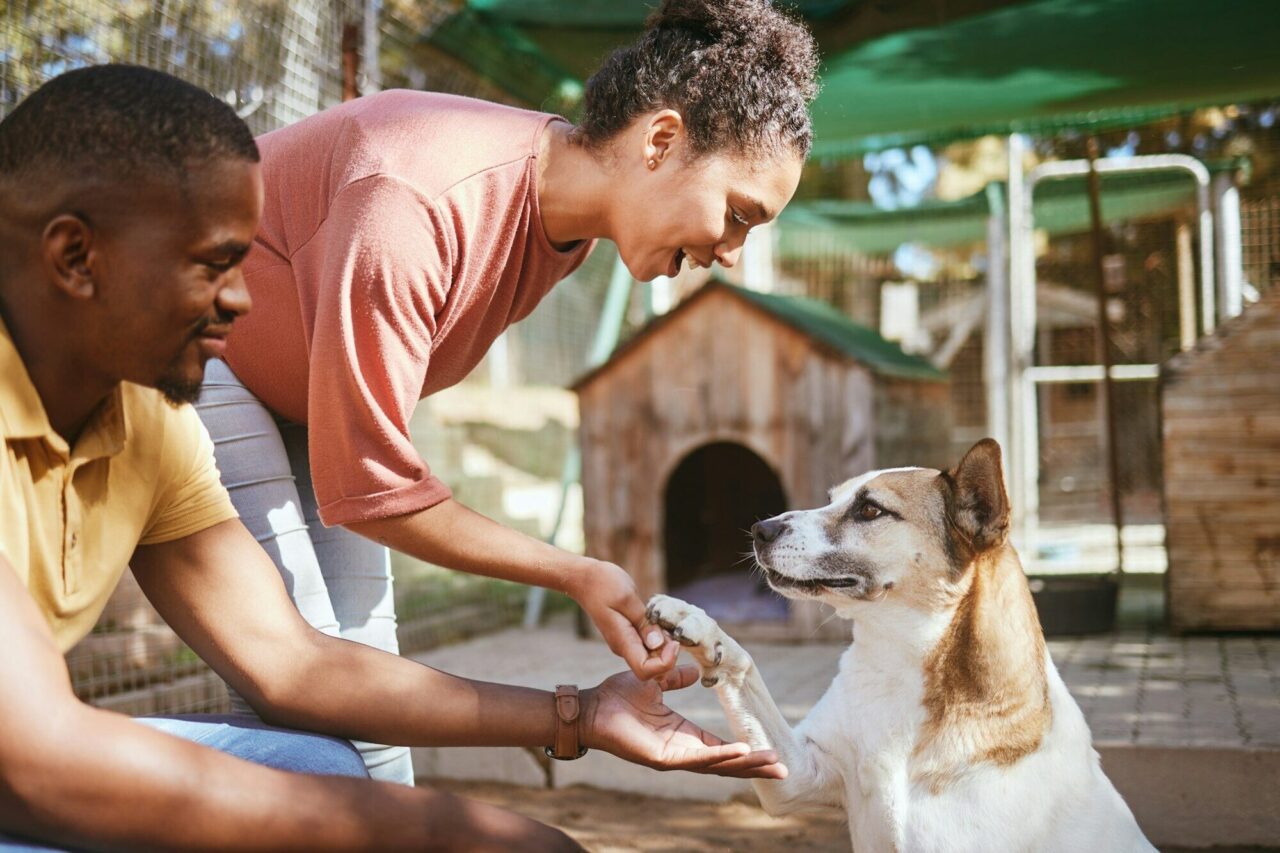 How Animal Shelters Help Educate Communities on Pet Welfare