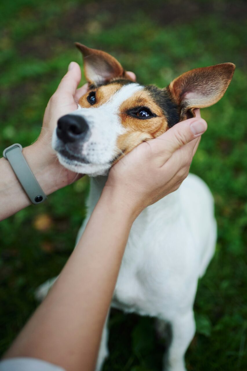Crop hands petting dog
