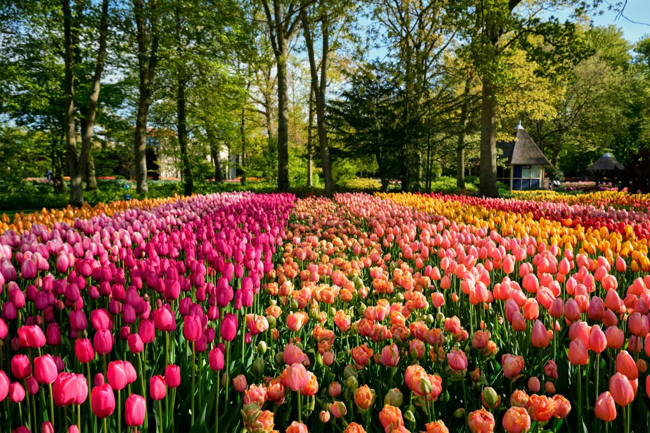Thousands tiptoe through tulips in test at Dutch garden